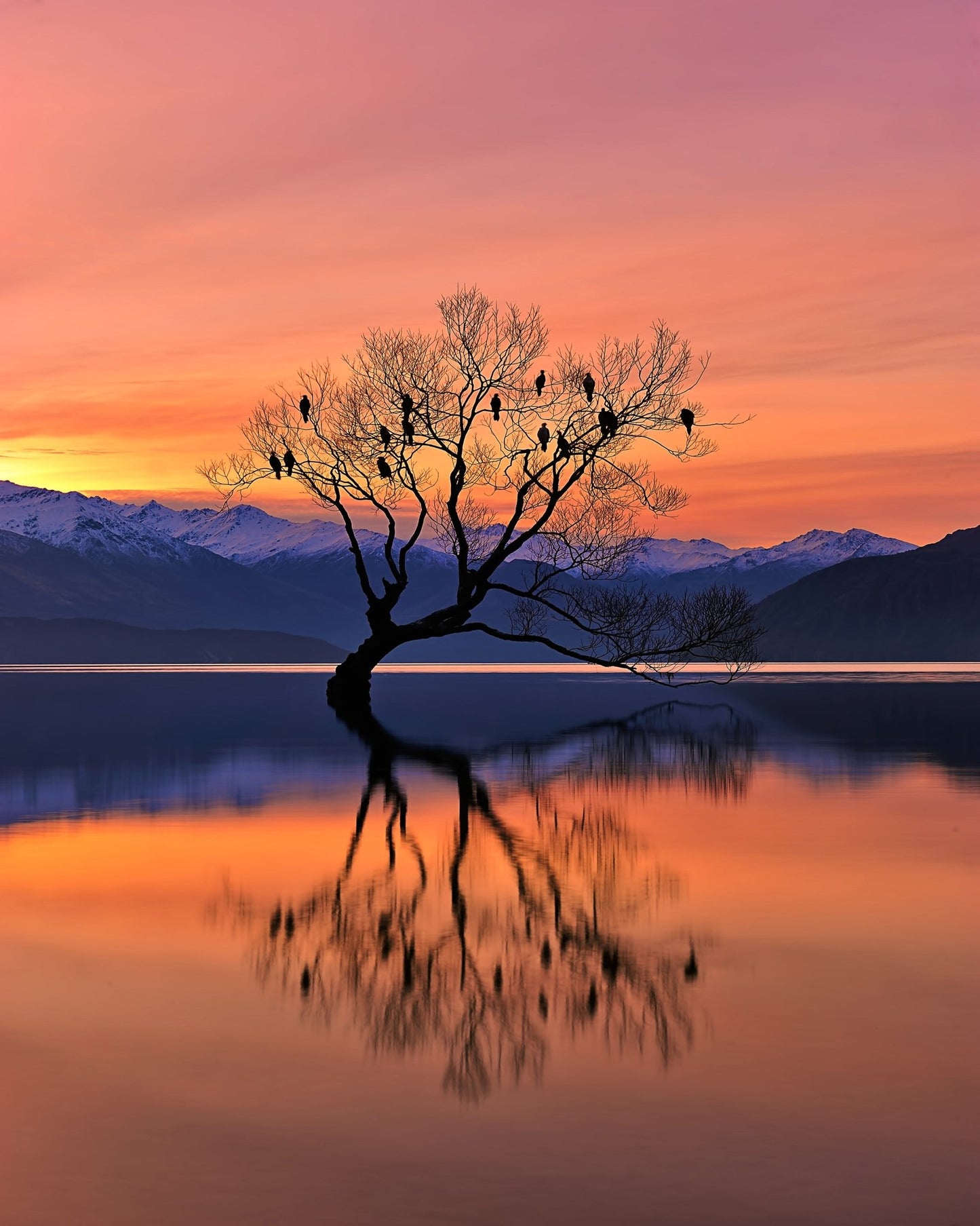 Lone Tree at Sunset Reflection
