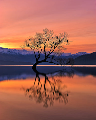 Lone Tree at Sunset Reflection