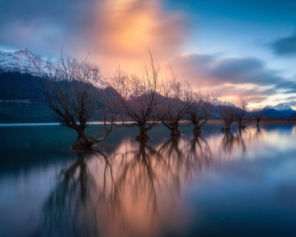 Glenorchy Trees
