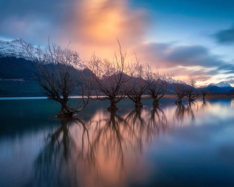 Glenorchy Trees