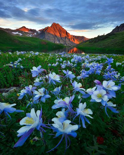 Blue Columbine by Mountain Lake