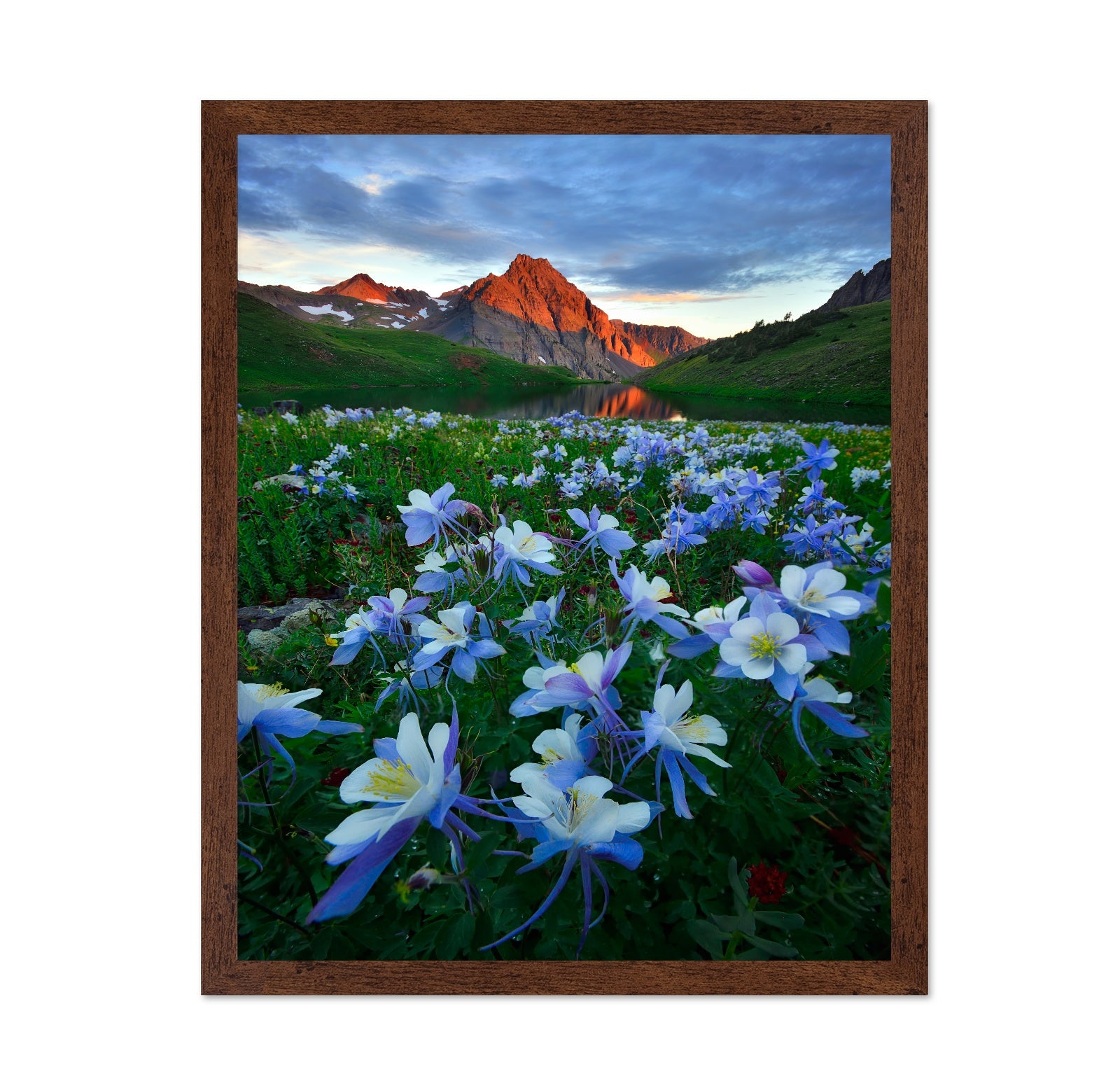 Blue Columbine by Mountain Lake