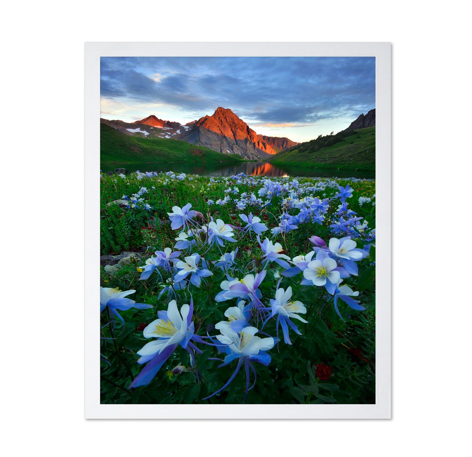 Blue Columbine by Mountain Lake