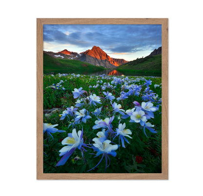 Blue Columbine by Mountain Lake