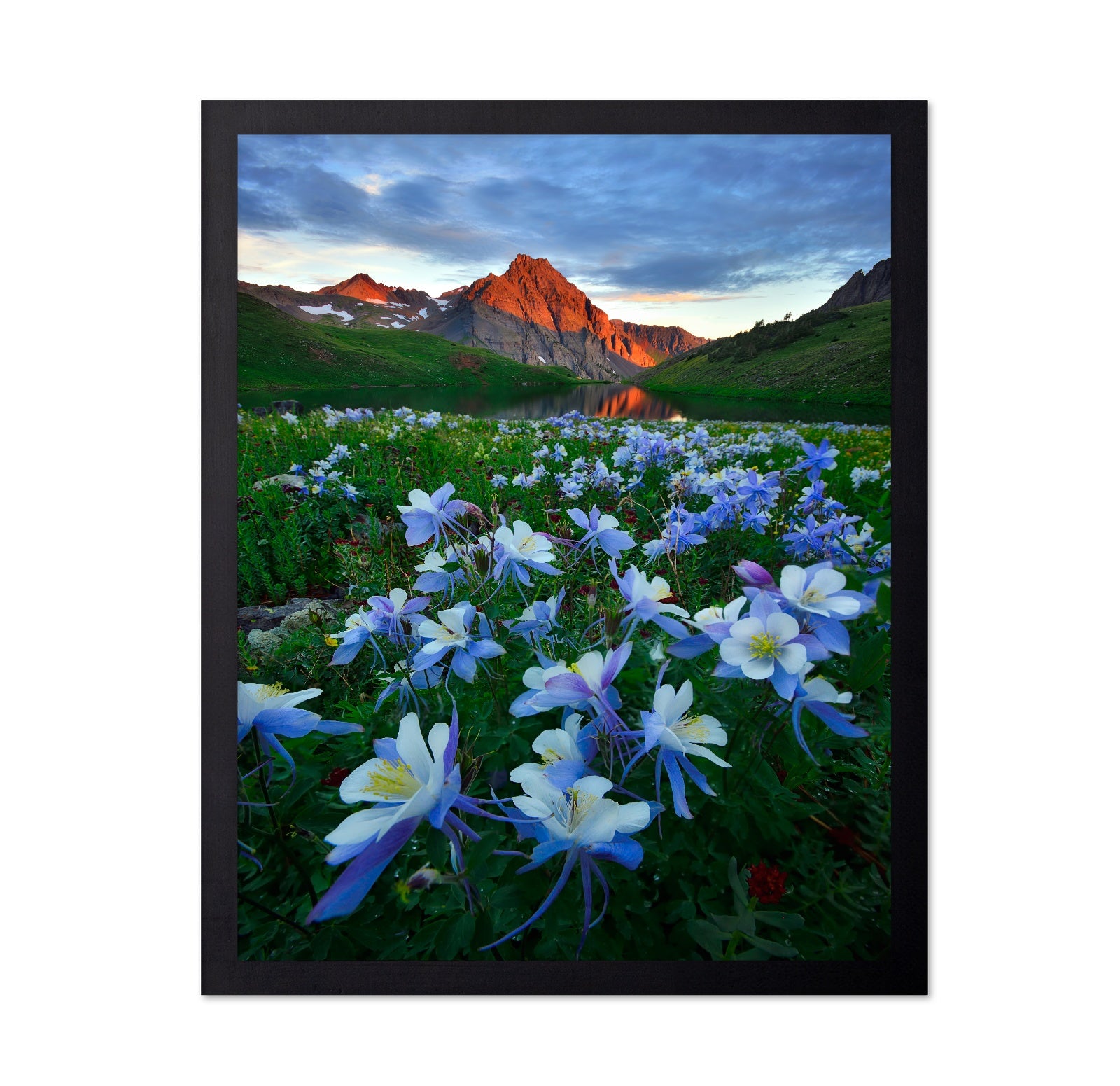 Blue Columbine by Mountain Lake