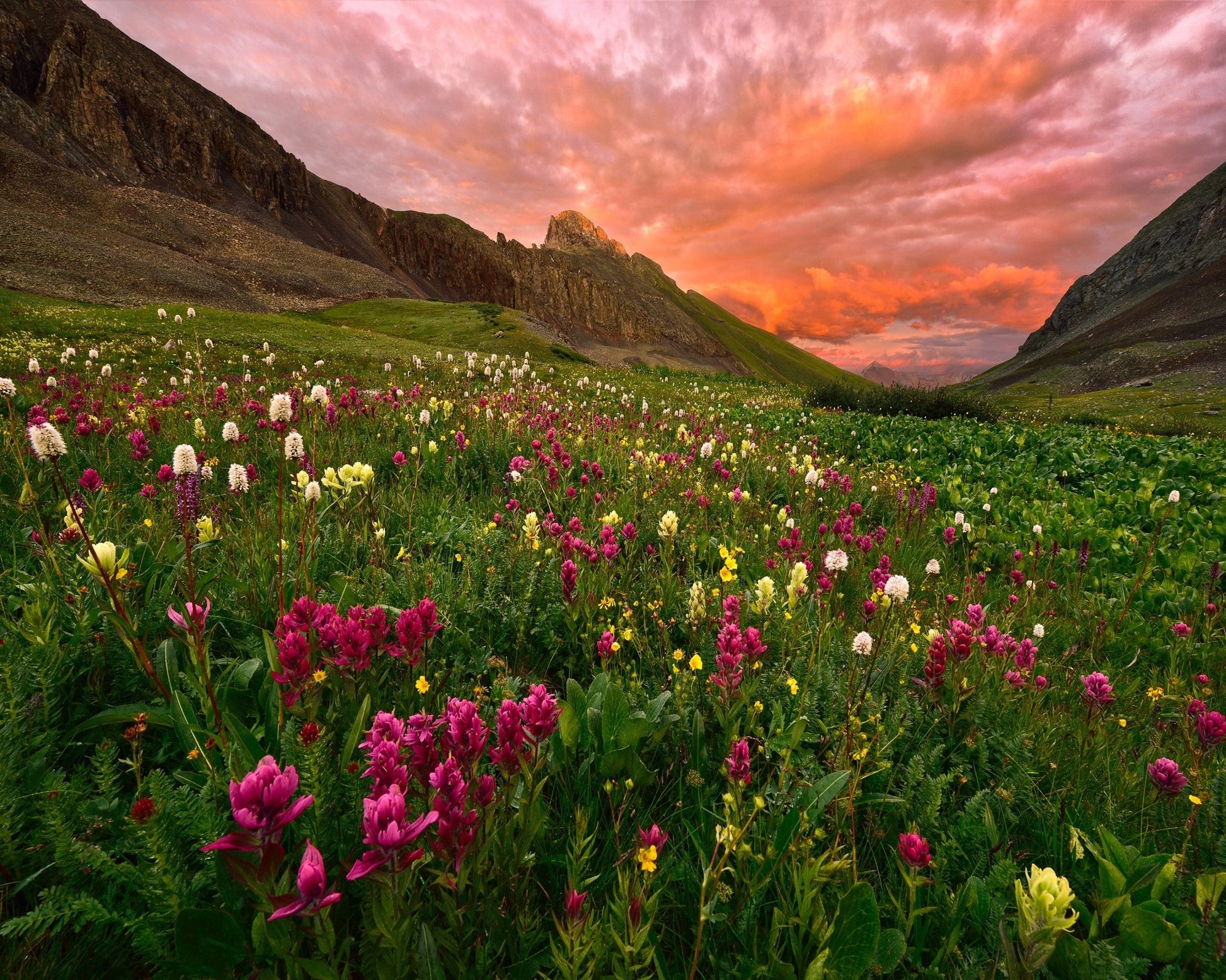 Wildflower Meadow at Sunset
