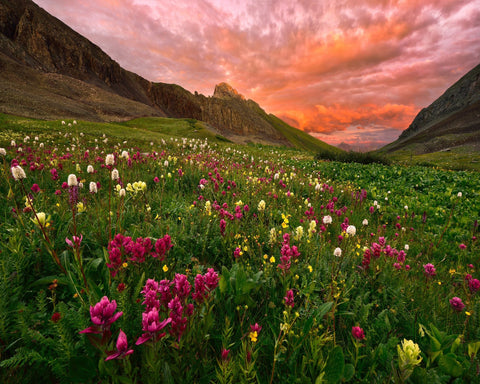 Wildflower Meadow at Sunset