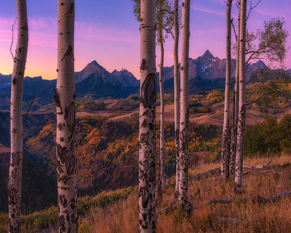 Aspen Trees Framing Mountain Peaks