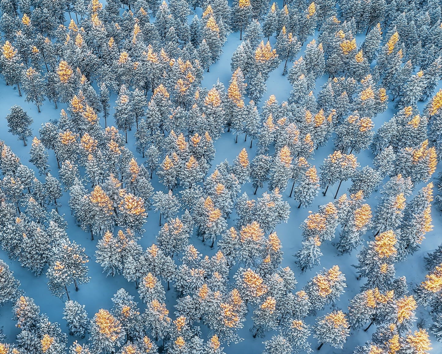 Sunlit Snow Forest Pattern