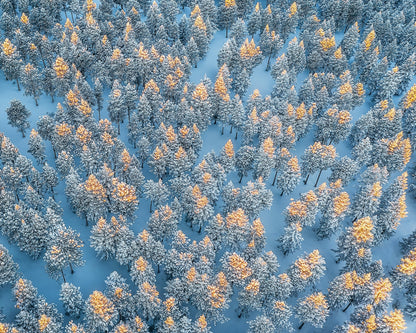 Sunlit Snow Forest Pattern