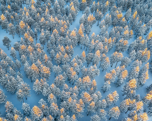 Sunlit Snow Forest Pattern
