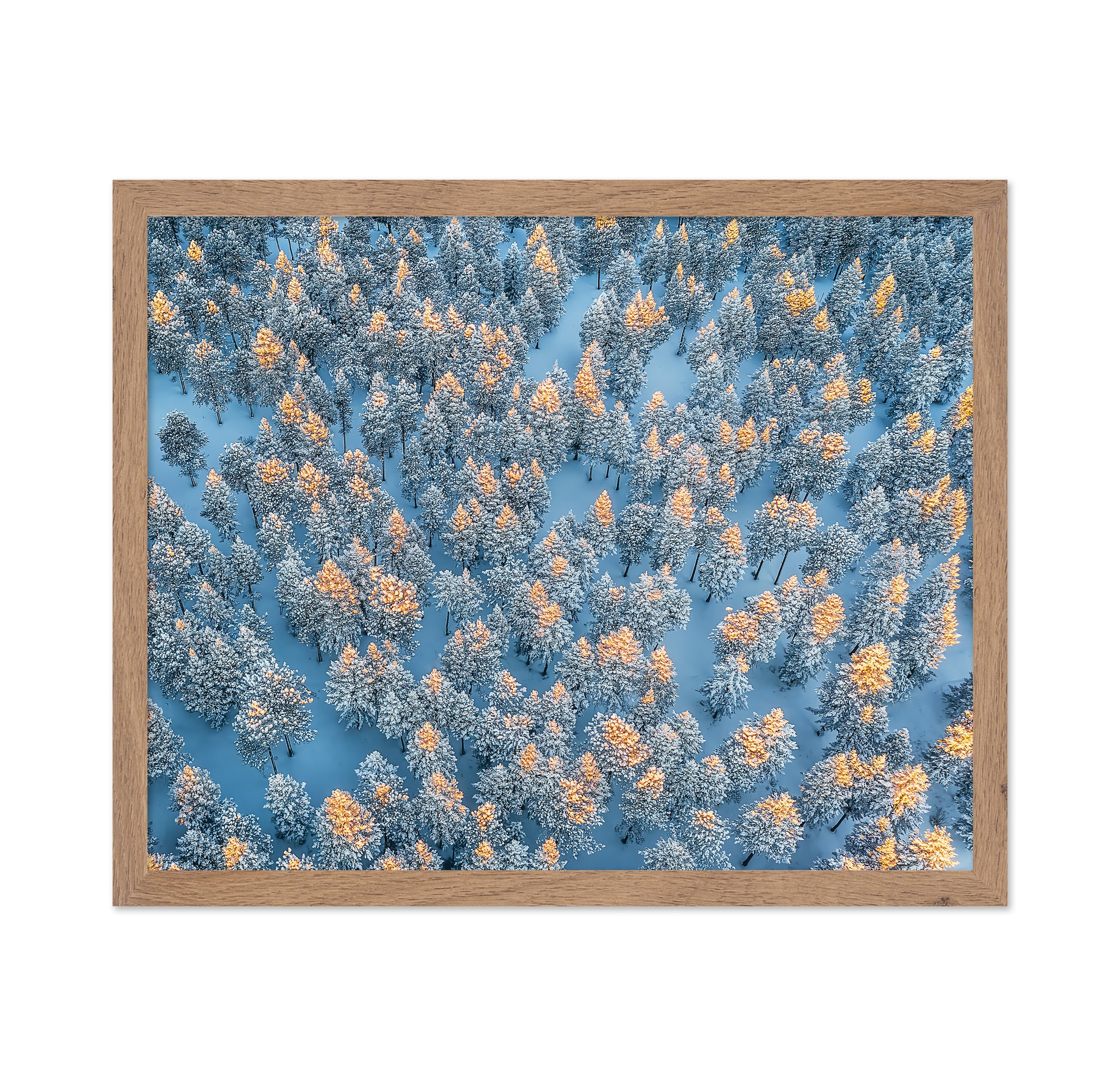 Sunlit Snow Forest Pattern