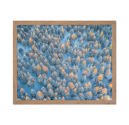Sunlit Snow Forest Pattern