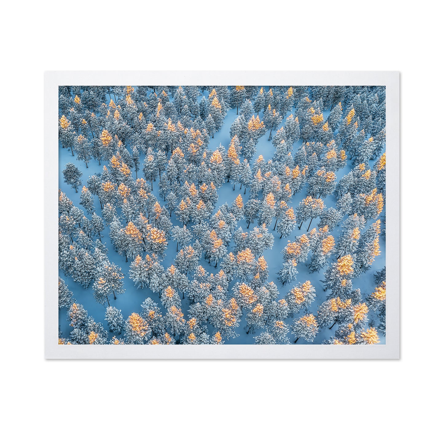 Sunlit Snow Forest Pattern