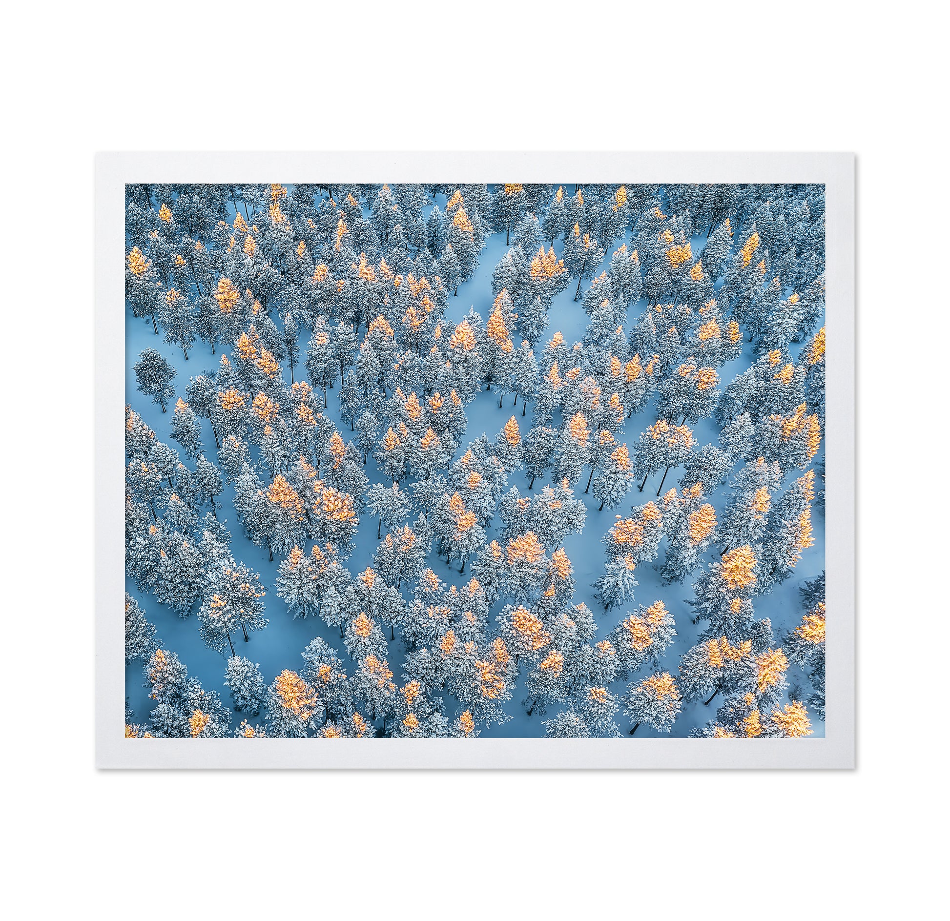 Sunlit Snow Forest Pattern