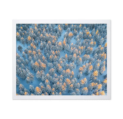 Sunlit Snow Forest Pattern
