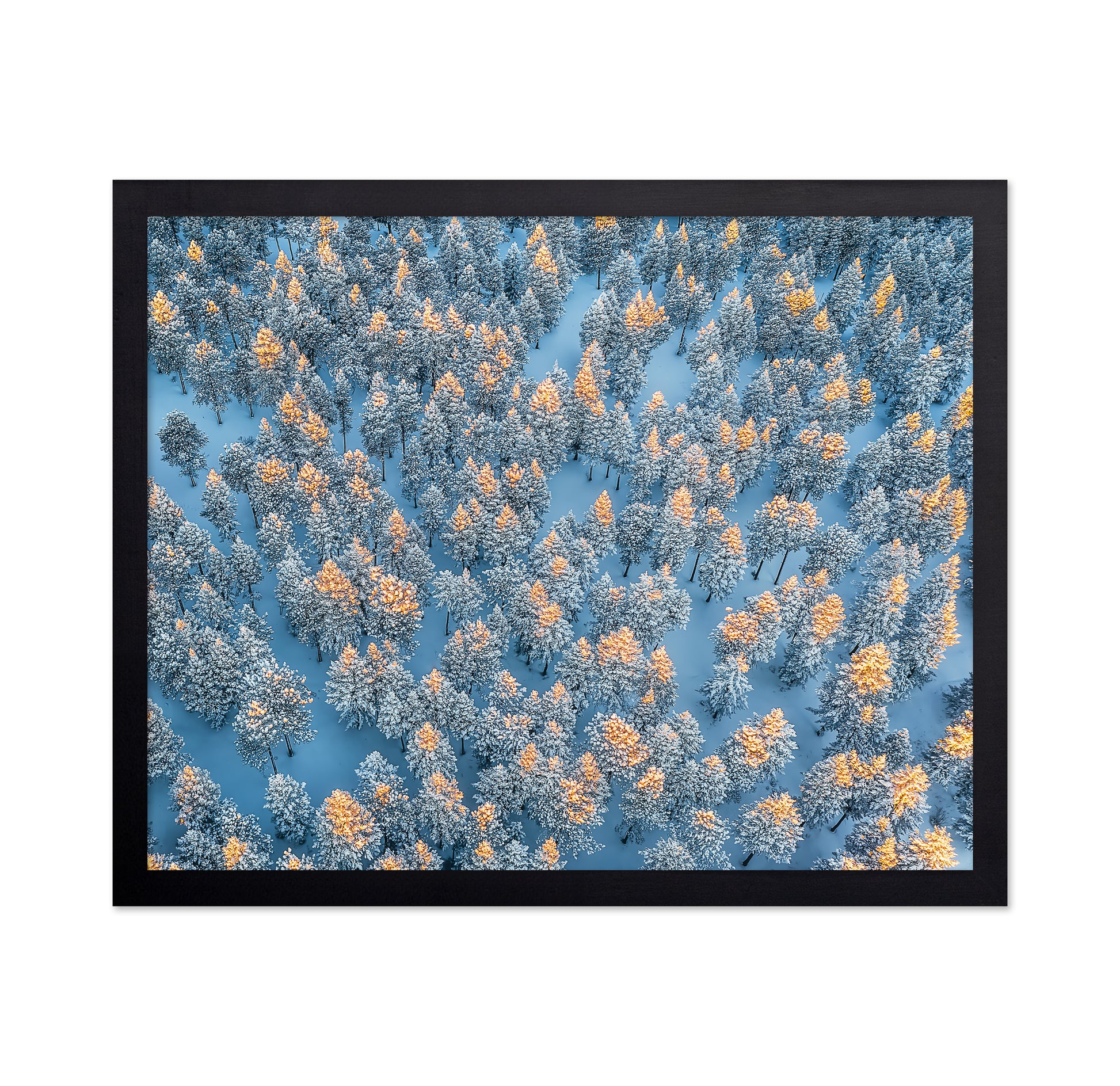 Sunlit Snow Forest Pattern