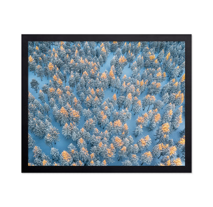 Sunlit Snow Forest Pattern