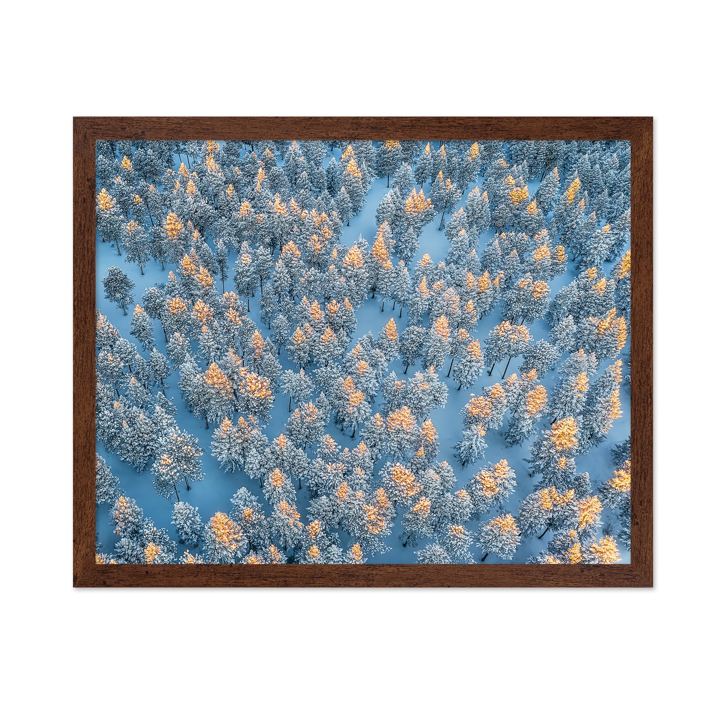 Sunlit Snow Forest Pattern