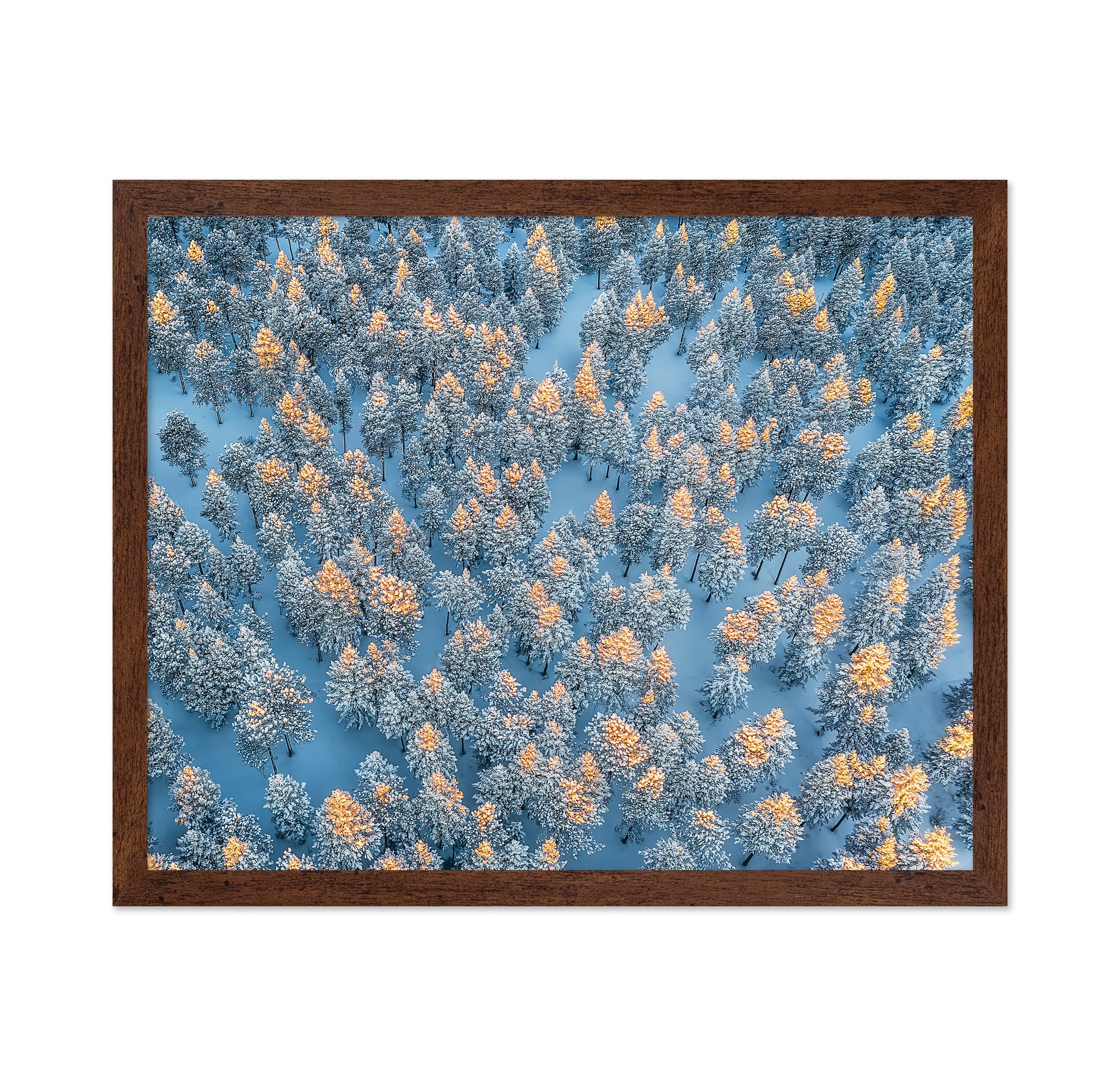 Sunlit Snow Forest Pattern
