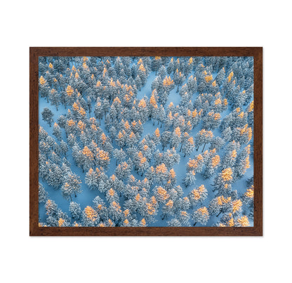 Sunlit Snow Forest Pattern
