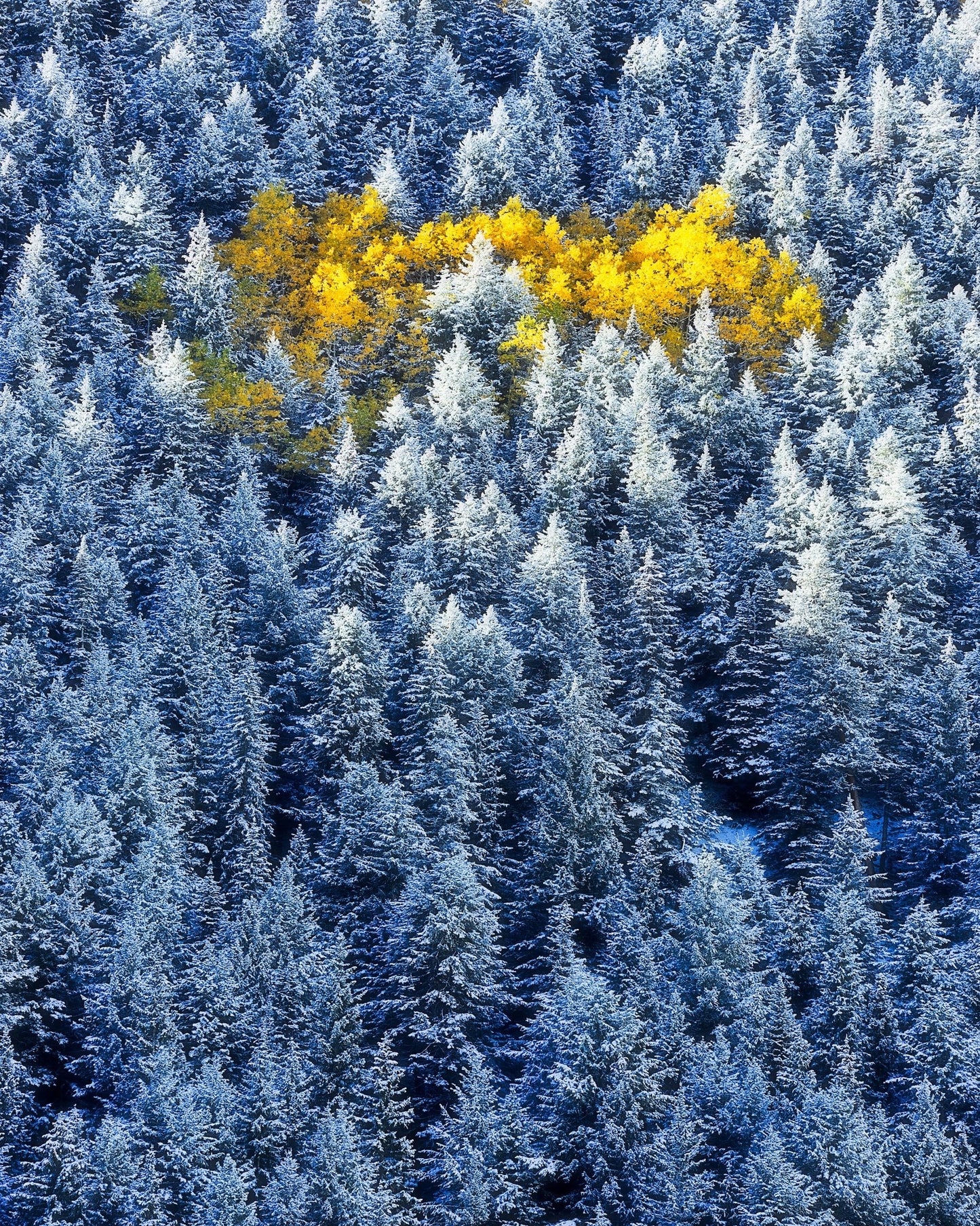 Aspen Cluster In Snow Forest
