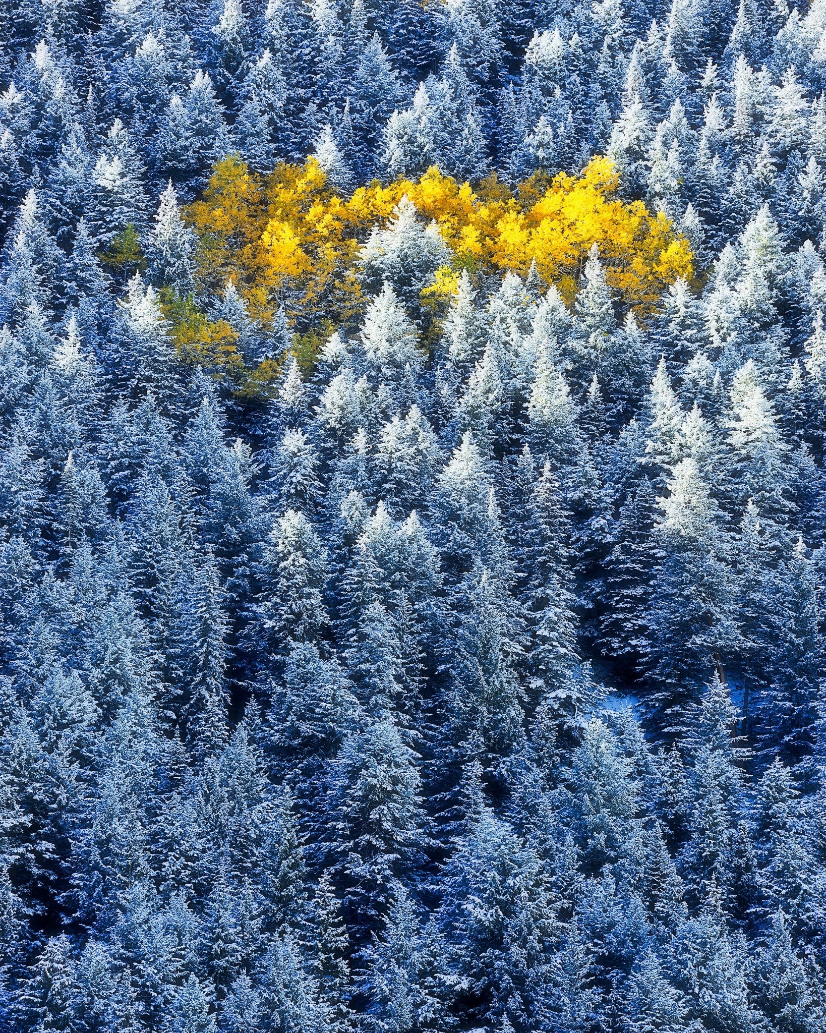 Aspen Cluster In Snow Forest