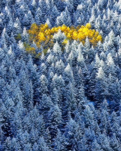 Aspen Cluster In Snow Forest