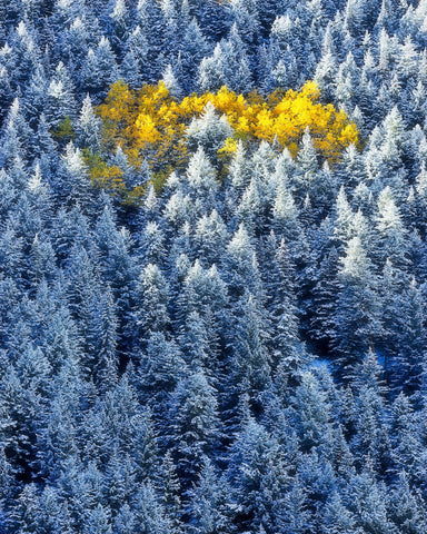 Aspen Cluster In Snow Forest
