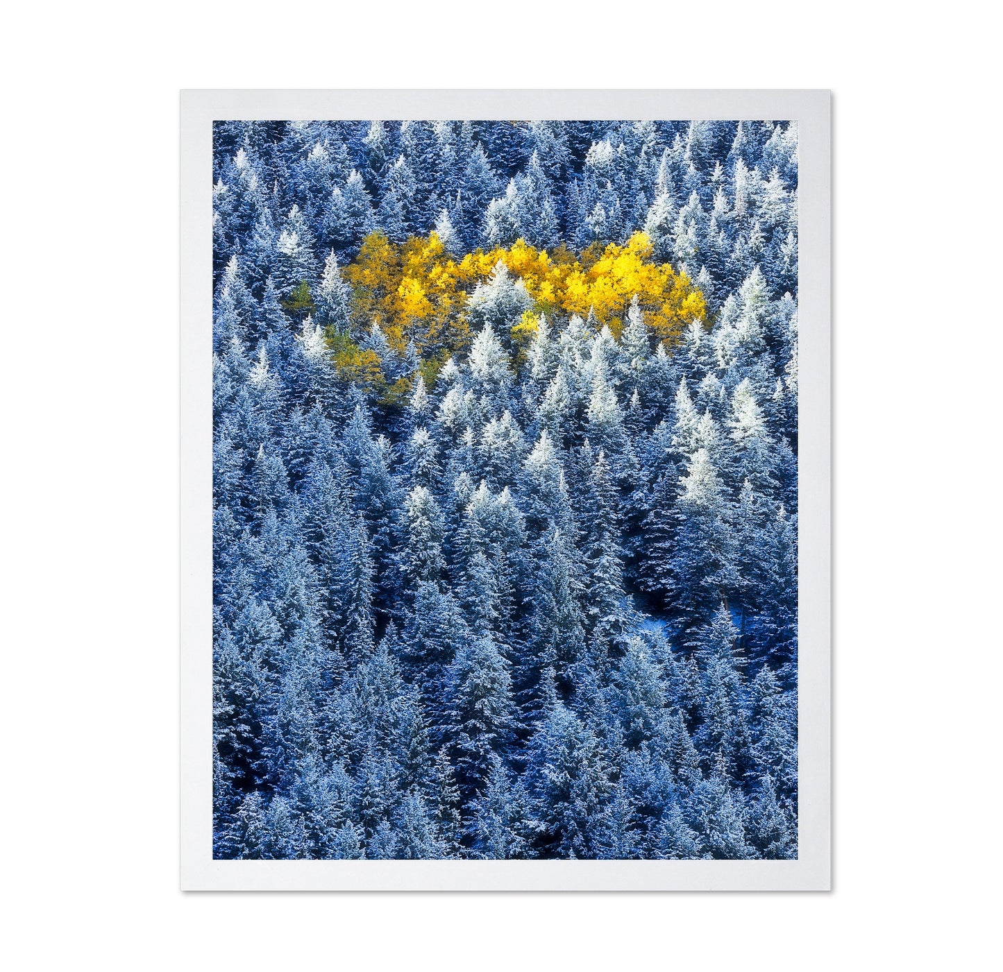 Aspen Cluster In Snow Forest