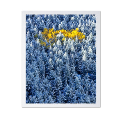 Aspen Cluster In Snow Forest