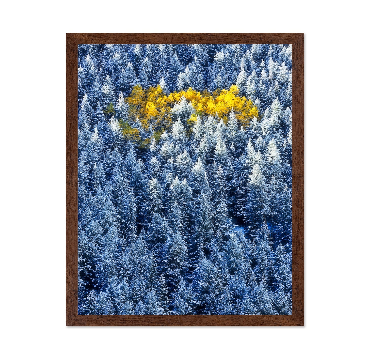 Aspen Cluster In Snow Forest
