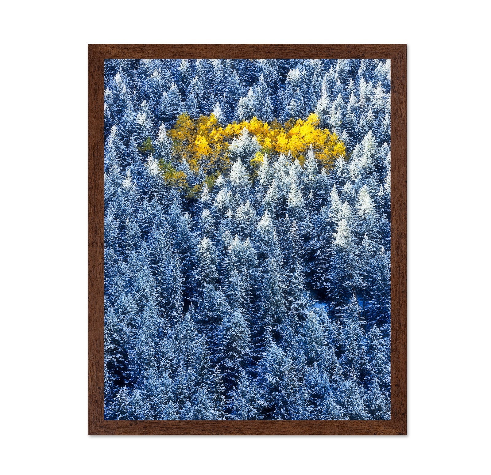 Aspen Cluster In Snow Forest