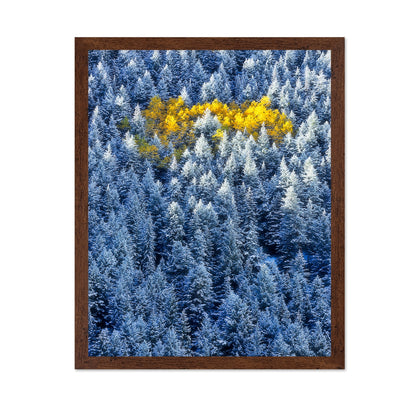 Aspen Cluster In Snow Forest