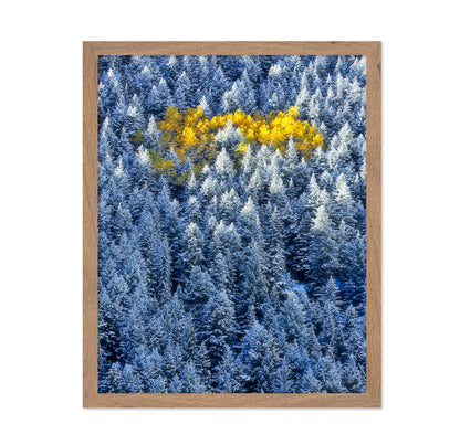 Aspen Cluster In Snow Forest
