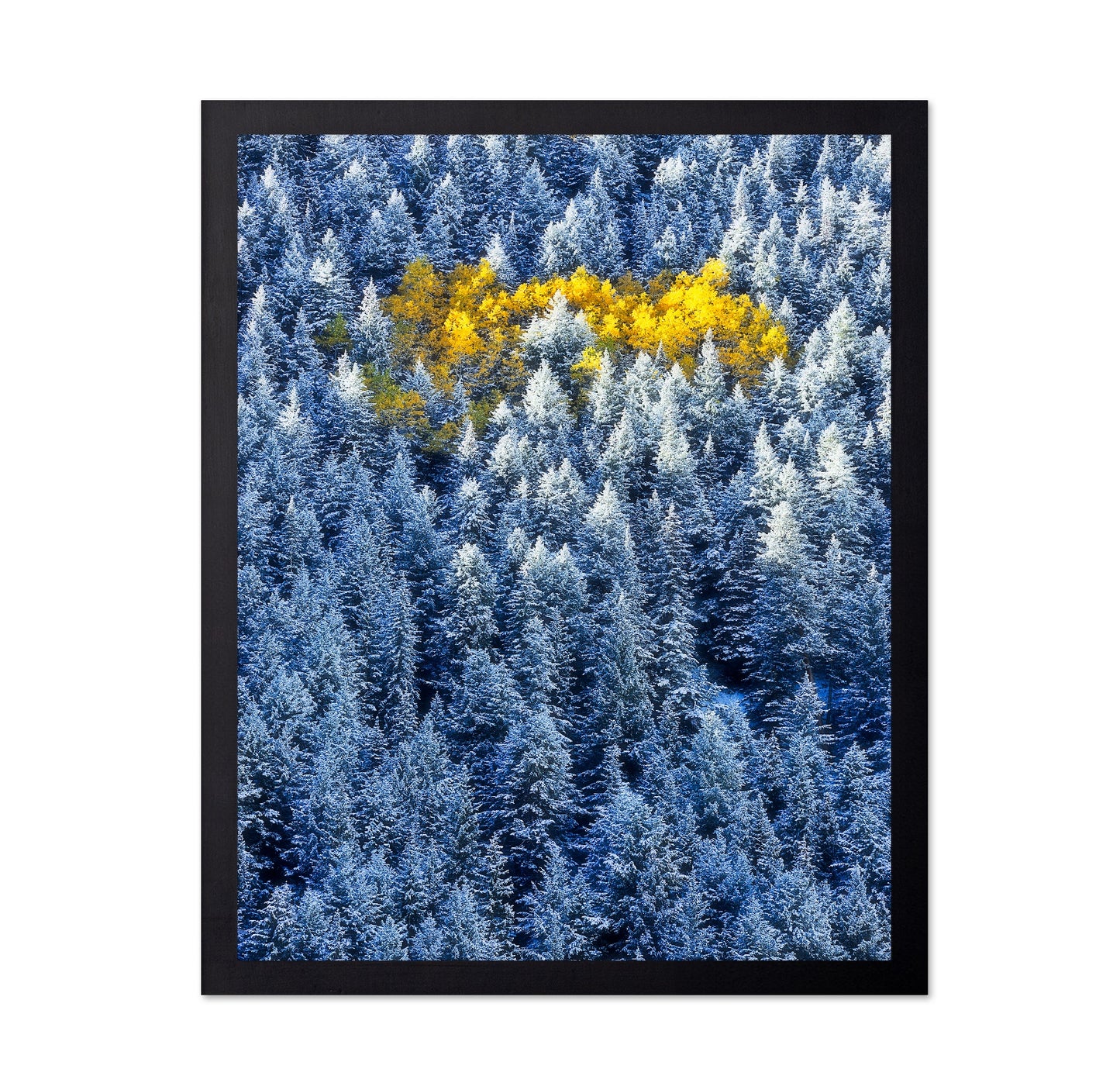 Aspen Cluster In Snow Forest