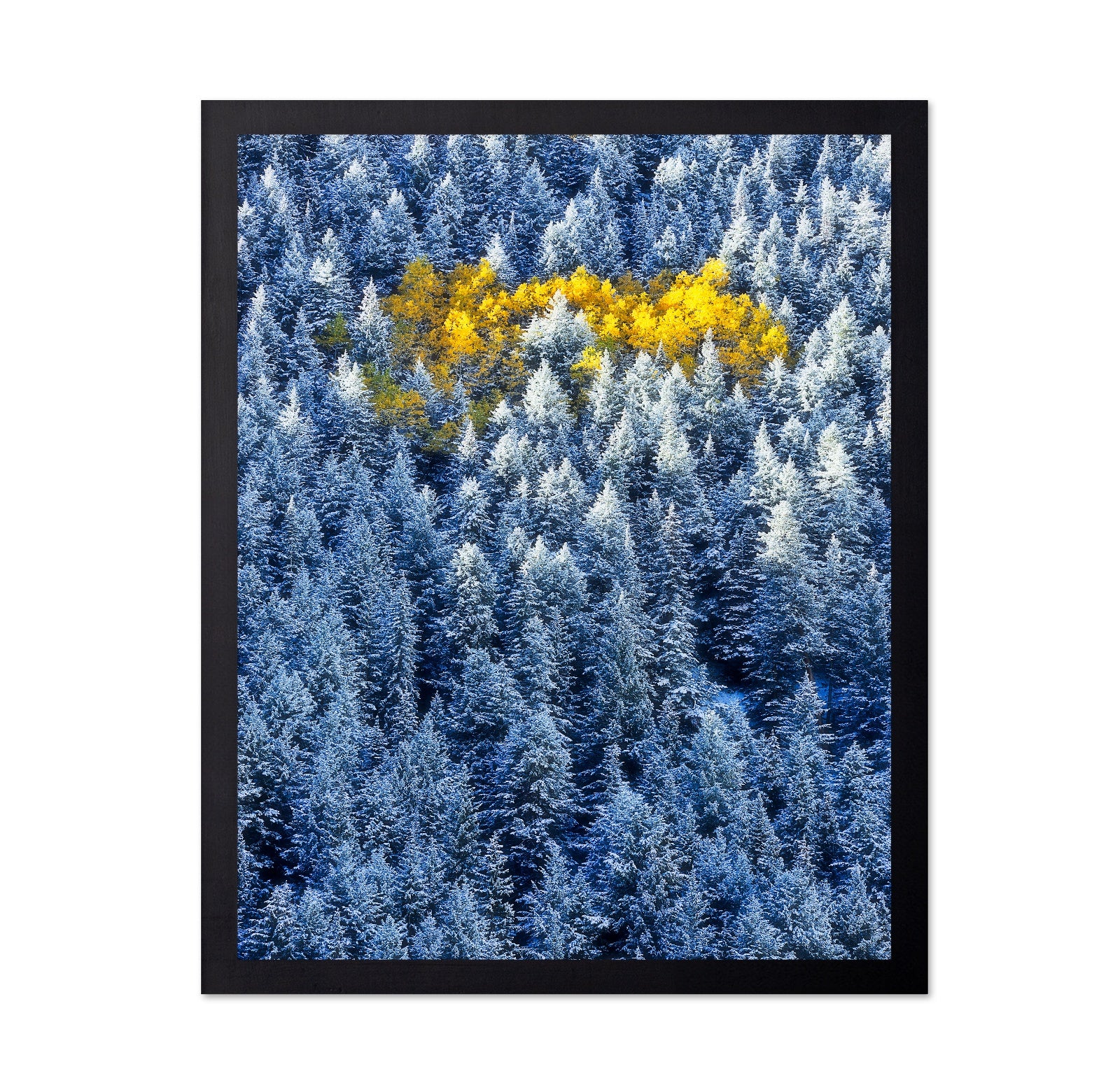 Aspen Cluster In Snow Forest