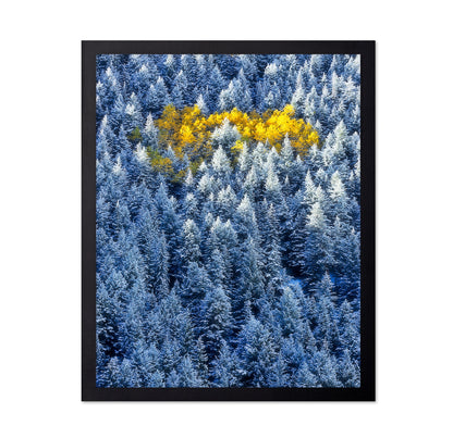 Aspen Cluster In Snow Forest