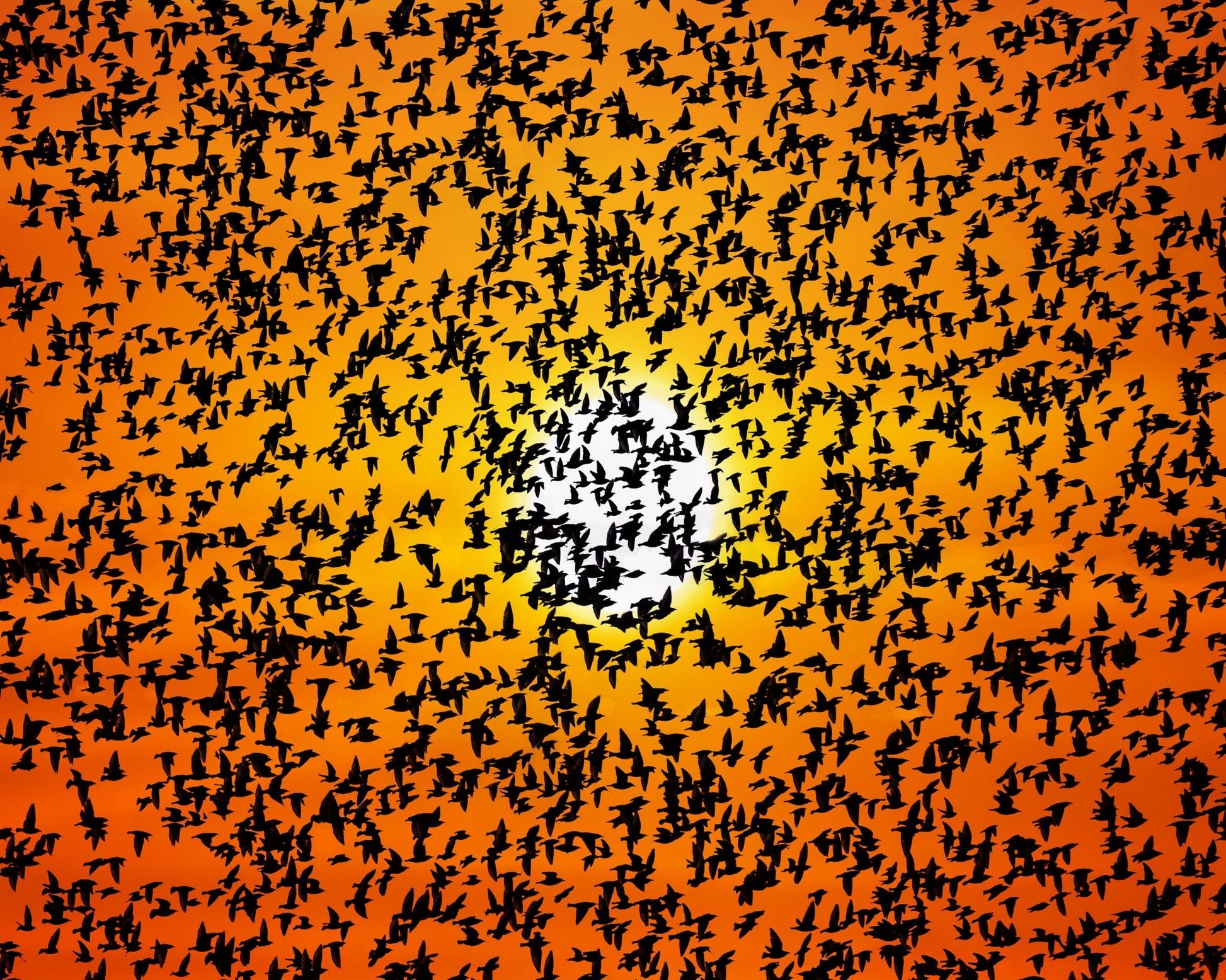 Birds Swarm At Sunset Sky