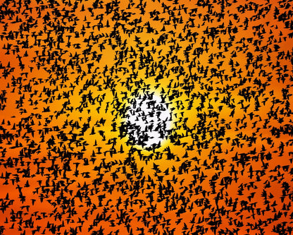 Birds Swarm At Sunset Sky