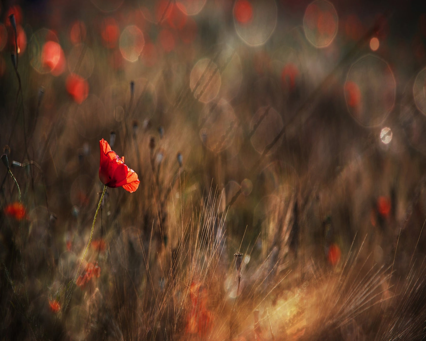 Red Poppy In Soft Light