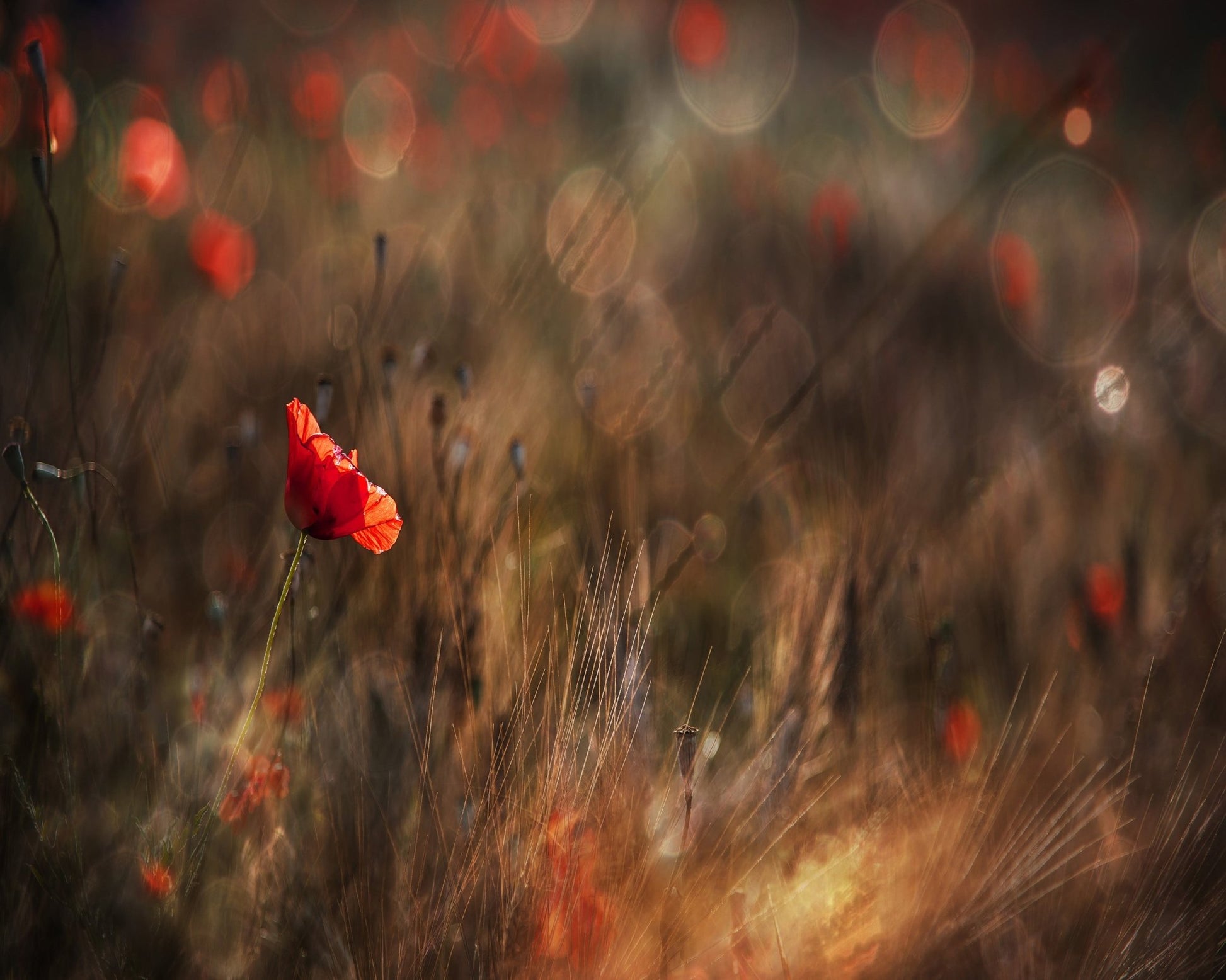 Red Poppy In Soft Light