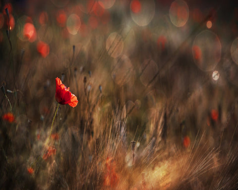 Red Poppy In Soft Light