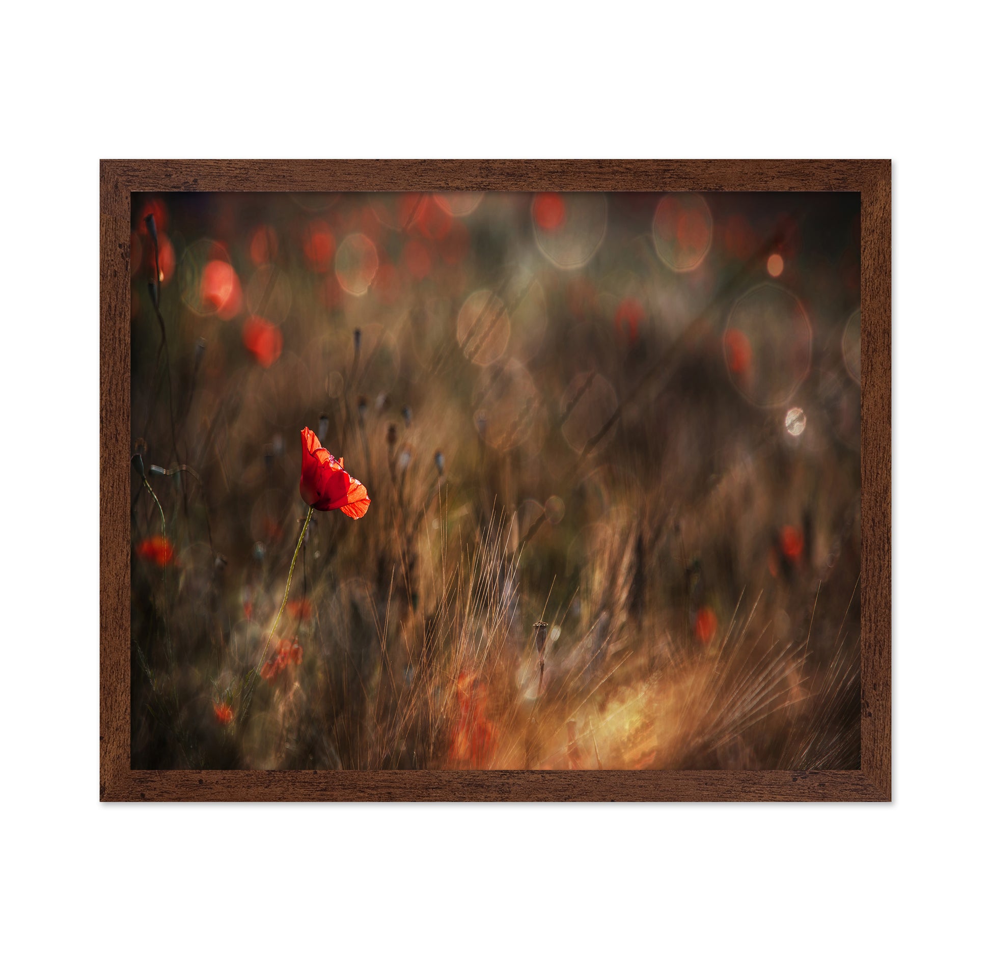 Red Poppy In Soft Light