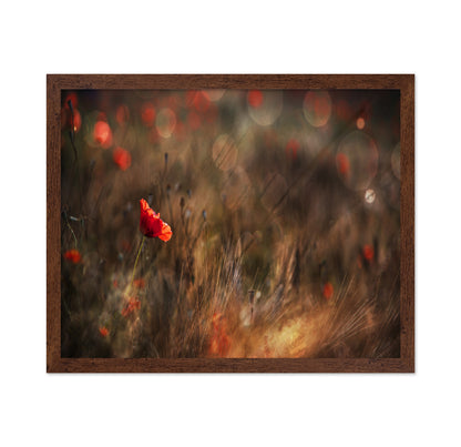 Red Poppy In Soft Light