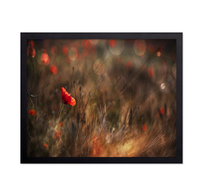 Red Poppy In Soft Light