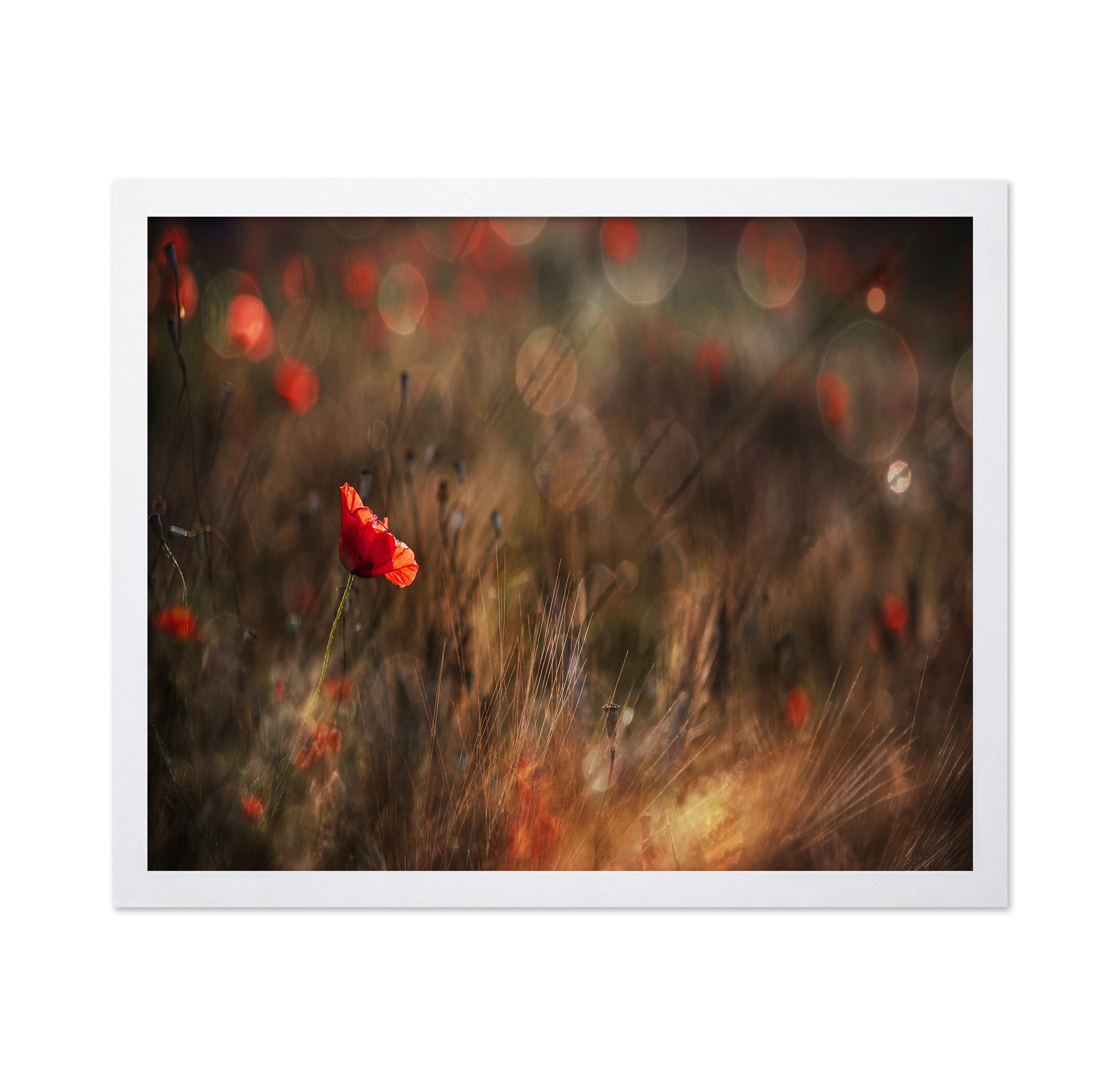 Red Poppy In Soft Light