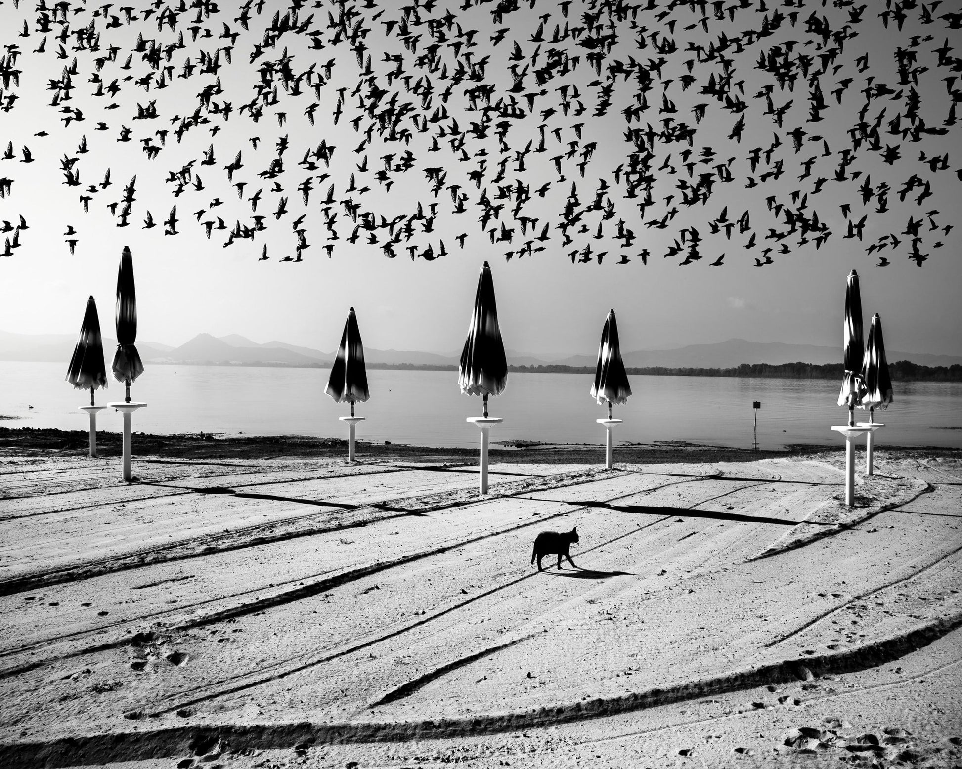 Birds Flock Over Quiet Beach