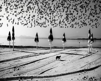 Birds Flock Over Quiet Beach
