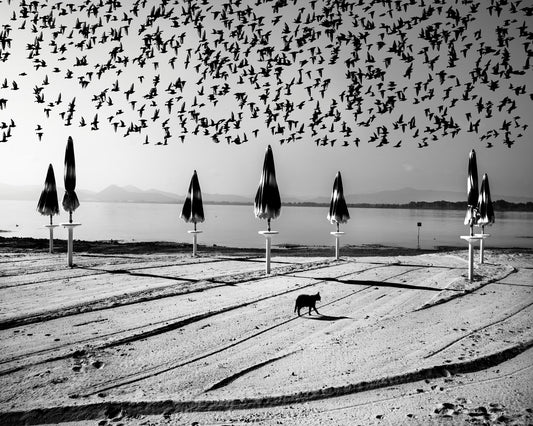 Birds Flock Over Quiet Beach